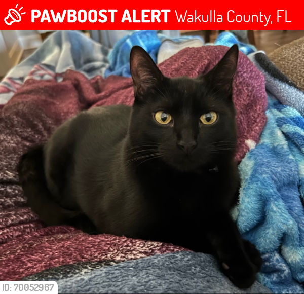 Lost Male Cat last seen Elm Ridge Loop, Wakulla County, FL 32327