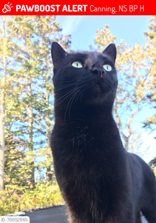 Lost Male Cat last seen Baxters Harbour, Canning, NS B0P 1H0