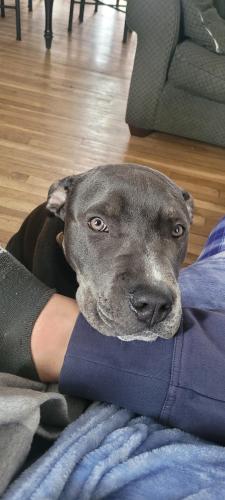 Lost Male Dog last seen Barleau st, Brentwood, NY 11717