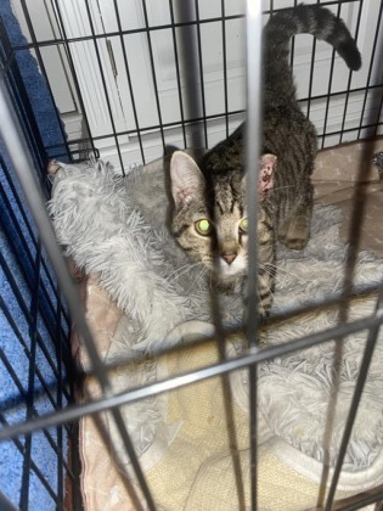 Shelter Stray Unknown Cat last seen Falls Church, VA, 22042, Gallows Rd, Fairfax County, VA, Fairfax, VA 22032