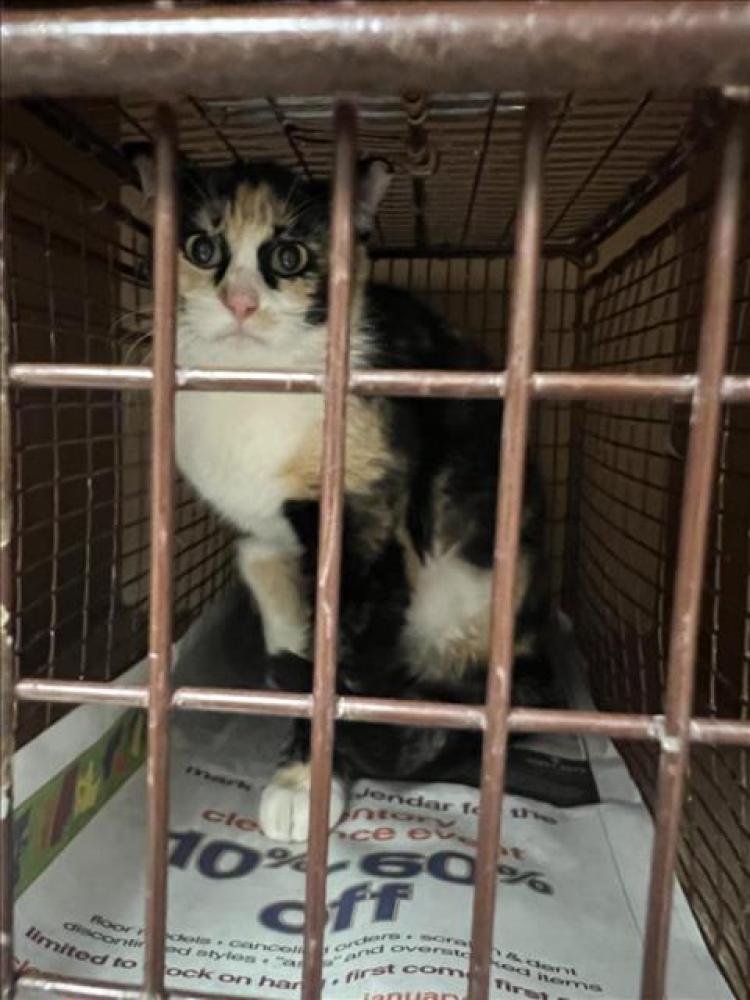 Shelter Stray Female Cat last seen Near BLOCK N PLEASANT VALLEY RD, Austin, TX 78702