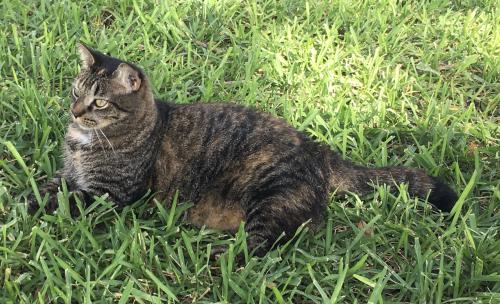 Lost Female Cat last seen Cat Cay Ln Indian Harbour Beach, FL 32937, Indian Harbour Beach, FL 32937