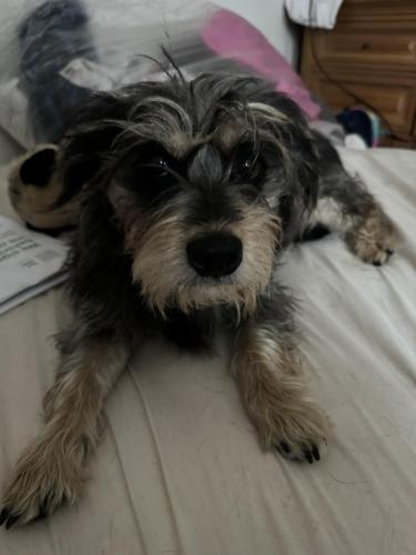 Lost Male Dog last seen Basswood and w3rd street , Bloomington, IN 47403