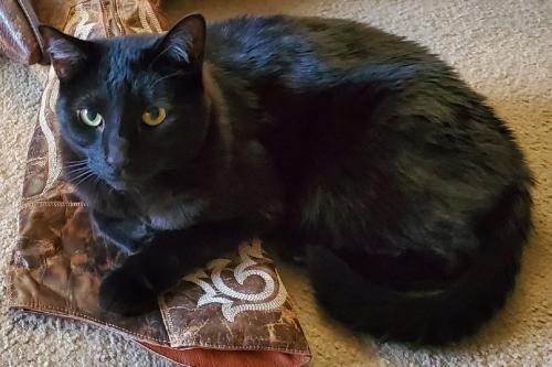 Lost Male Cat last seen Sunset Point Townhomes, Clearwater, FL 33763
