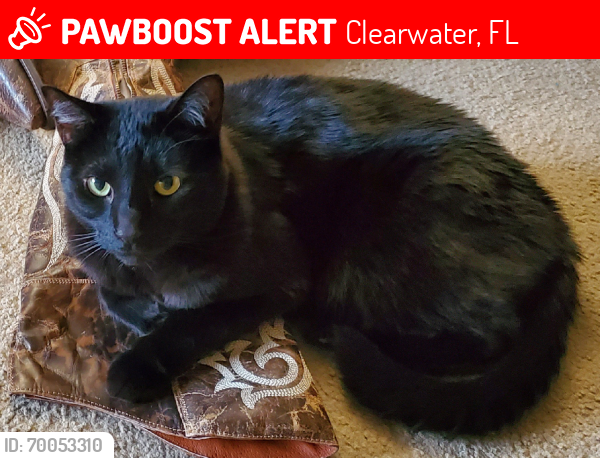 Lost Male Cat last seen Sunset Point Townhomes, Clearwater, FL 33763