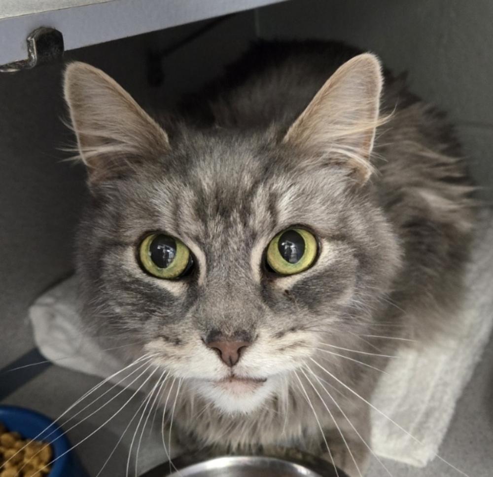 Shelter Stray Male Cat last seen Near E, SALT LAKE CITY, UT, 84105, Salt Lake City, UT 84123