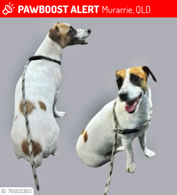 Lost Female Dog last seen Ryley Street, Murarrie QLD 4172, Murarrie, QLD 4172