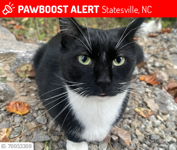 Lost Male Cat last seen Near Randy Marion in Statesville , Statesville, NC 28677