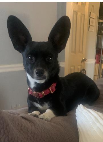 Lost Female Dog last seen Woodforest , Channelview, TX 77530