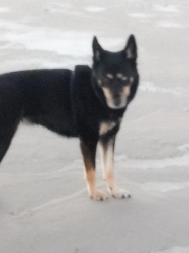 Lost Female Dog last seen Was last seeing at ozaukee and society , Manitowoc, WI 54220