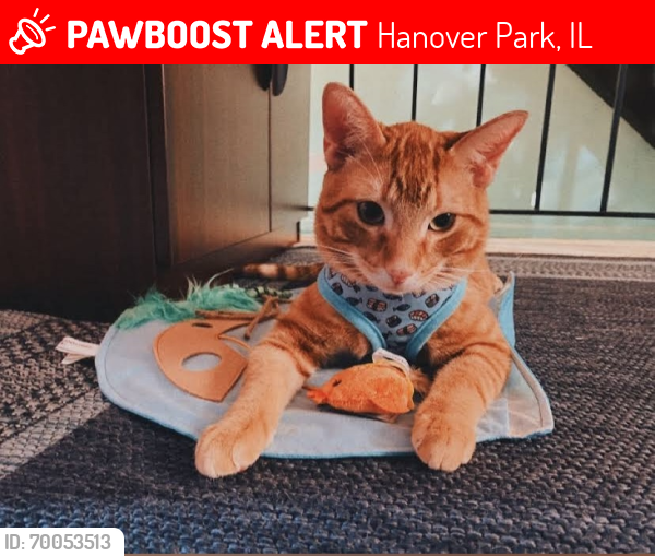 Lost Male Cat last seen Catalina Dr and Tiburon Ct , Hanover Park, IL 60133