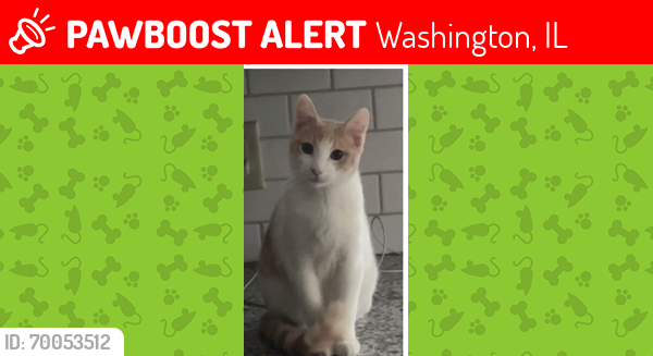 Lost Male Cat last seen Sub way, Washington, IL 61571