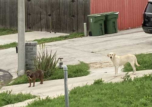 Found/Stray Male Dog last seen Muro y  San Felipe Dr., Brownsville, TX 78520