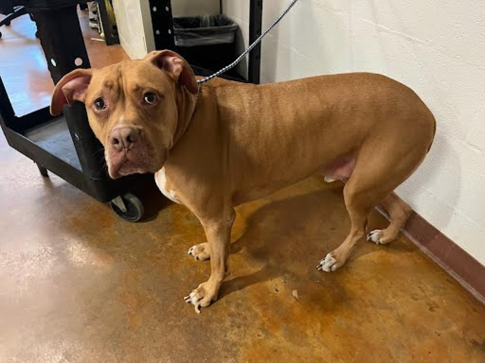 Shelter Stray Male Dog last seen Near BLOCK TECHNI CENTER DR, Austin, TX 78702