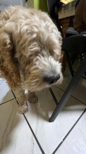 Lost Male Dog last seen Ross & Kentucky st se, Albuquerque, NM 87108