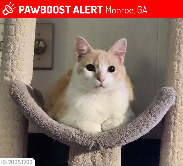 Lost Male Cat last seen Southside Mobile  Park, Monroe, GA 30655