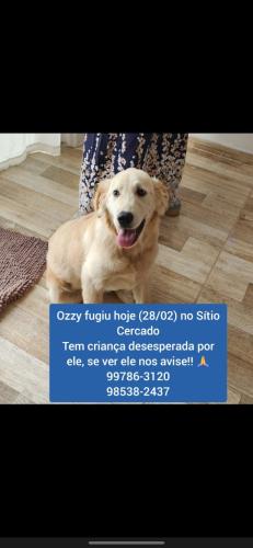 Lost Male Dog last seen Eduardo pinto da Rocha.. sitio cercado .. osternack, Sítio Cercado, PR 81935-072