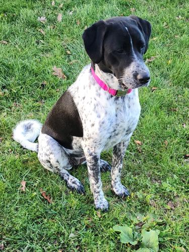 Lost Female Dog last seen Norwegian Rd and County X, Albany, WI 53502