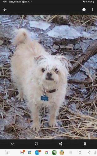 Lost Male Dog last seen Solano and Lomas, Albuquerque, NM 87110