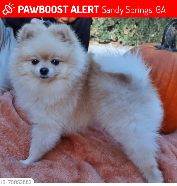 Lost Male Dog last seen Sherington Place and Jett Ferry Road, Sandy Springs, GA 30350