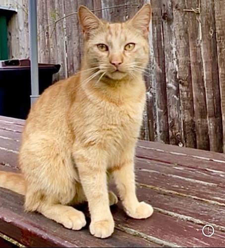Lost Male Cat last seen Bournville park, Bournville, England B30
