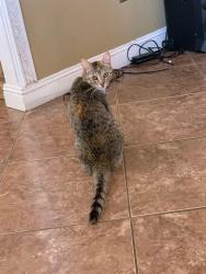 Lost Female Cat last seen Near & Cesar Chavez, Coachella, CA 92236