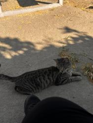 Lost Male Cat last seen Near & Cesar Chavez, Coachella, CA 92236