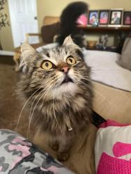 Lost Female Cat last seen Near & Cesar Chavez, Coachella, CA 92236