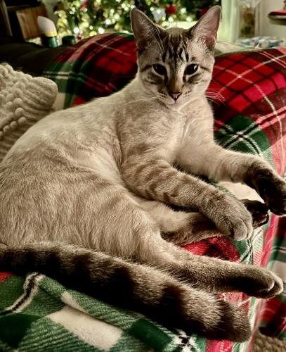 Lost Male Cat last seen Appaloosa road sitting on a fence post in someone’s yard, Middleburg, FL 32068