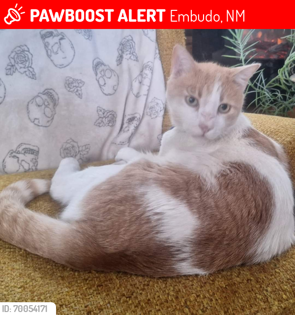 Lost Male Cat last seen highway 68, Embudo, NM 87531