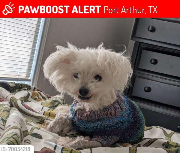 Lost Male Dog last seen Dryden and Stanley Blvd., Port Arthur, TX 77642
