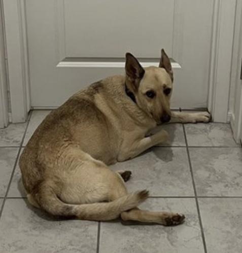 Lost Female Dog last seen Valencia and Reed Bunting Drive, Tucson, AZ 85757