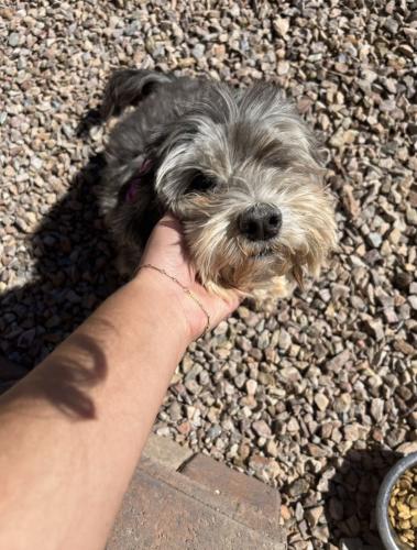 Lost Female Dog last seen Valencia/Reed Bunting Drive, Tucson, AZ 85757