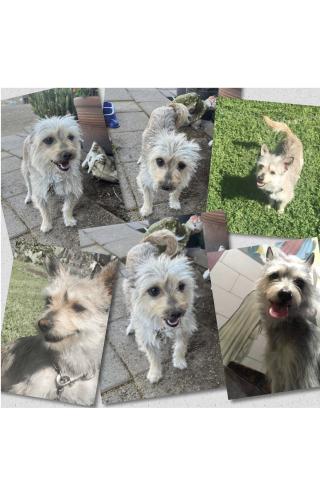 Lost Female Dog last seen Close area from 614 S Windsor Ave, Stockton, CA 95205