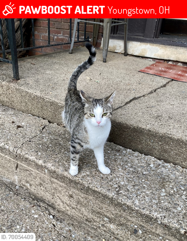 Lost Female Cat last seen Gypsy Lane Stambaugh Golf Course , Youngstown, OH 44505
