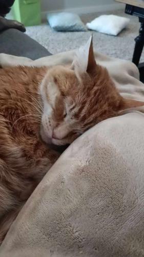 Lost Male Cat last seen Gangland and carlyell, Wellington, CO 80549
