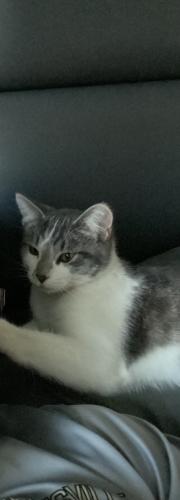 Lost Male Cat last seen 206th and James Road Noblesville IN , Noblesville Township, IN 46062