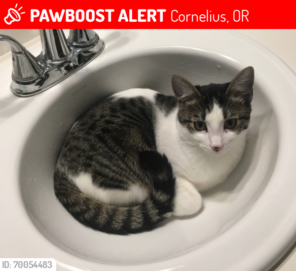 Lost Female Cat last seen Behind the Fred Meyer store, Cornelius, OR 97113