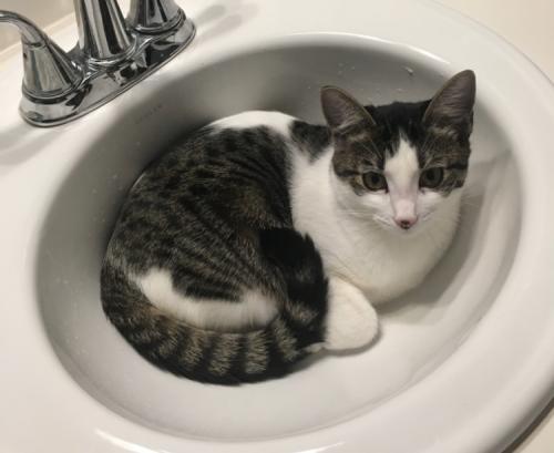 Lost Female Cat last seen Behind the Fred Meyer store, Cornelius, OR 97113
