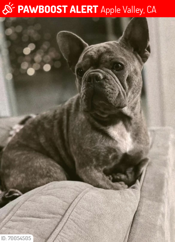 Apple Valley, CA Lost Female Dog, Crue Is Missing PawBoost