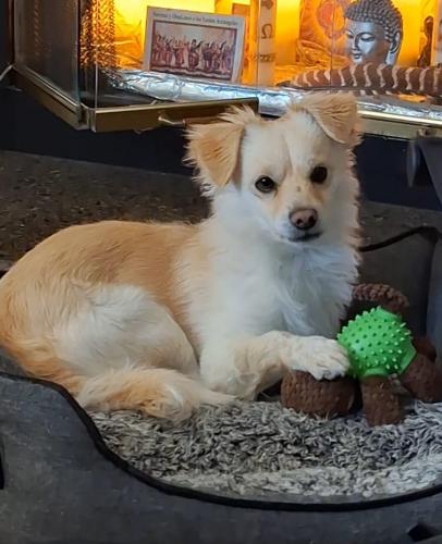 Lost Male Dog last seen Driftwood Drive, Bay Point, CA 94565