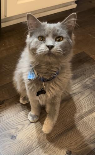 Lost Male Cat last seen Robles Dr and Meadow View, Redding , Redding, CA 96002
