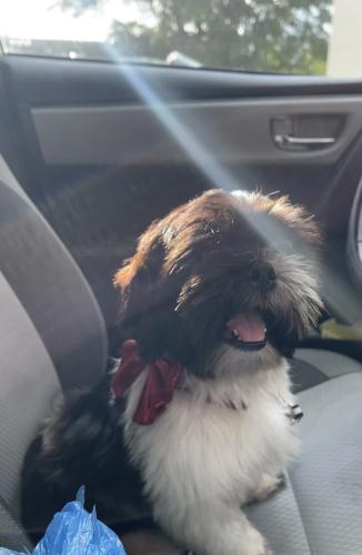 Lost Female Dog last seen Nw 9th ave and 58th st, Miami, FL 33128