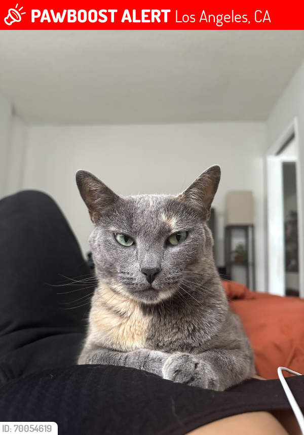Lost Female Cat last seen alley behind ellie and sass/ smoke shop, Los Angeles, CA 90291