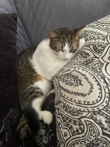 Lost Male Cat last seen Westheimer and dairy Ashford , Houston, TX 77099