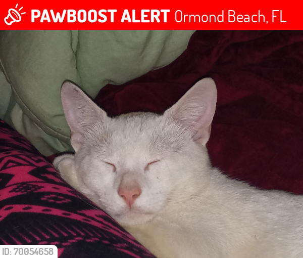 Lost Male Cat last seen Sunny palm Dr , Ormond Beach, FL 32174