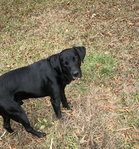 Lost Male Dog last seen Louden Road, Ninety Six, SC 29666