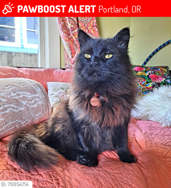 Lost Male Cat last seen N Kerby and N Simpson St, Portland OR, Portland, OR 97217