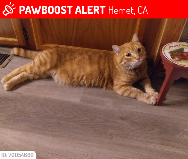 Lost Male Cat last seen State n fruitvale, hemet, Hemet, CA 92583