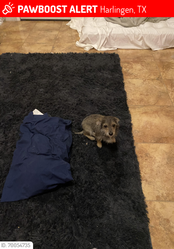 Lost Female Dog last seen Scotch , Harlingen, TX 78550